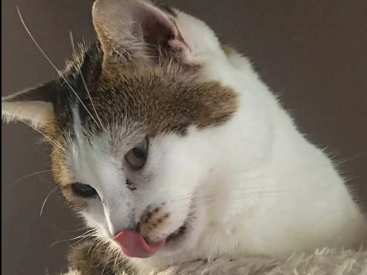 En quête d’un foyer, chat tigré blanc