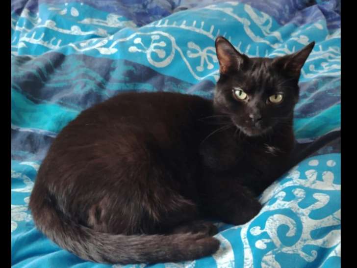 À la recherche d’une famille, chatte noire