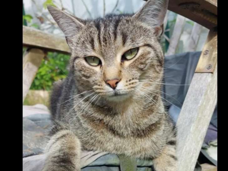 À adopter : chat âgé d'un an