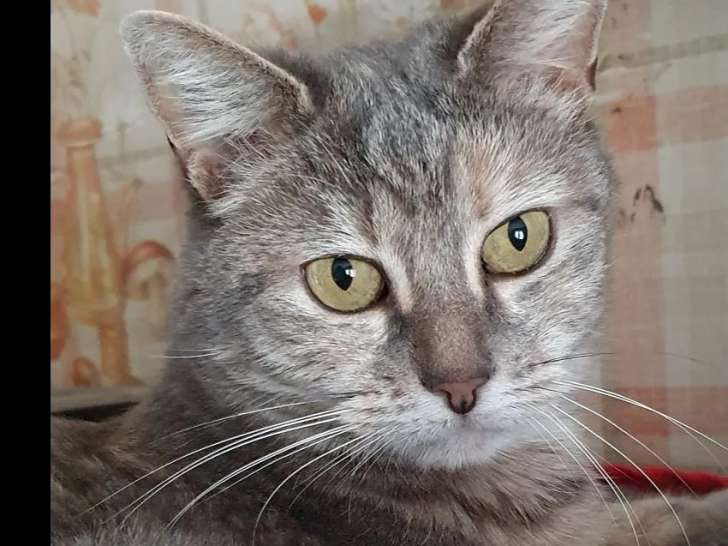 Disponible à l'adoption : chatte adulte
