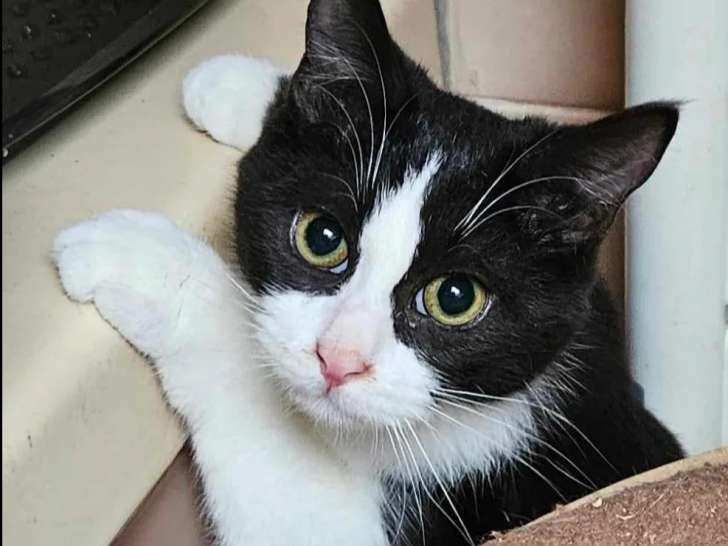 En attente d’adoption : chat noir et blanc