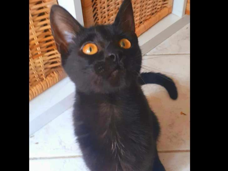 En attente d’un foyer : chatte d’un an