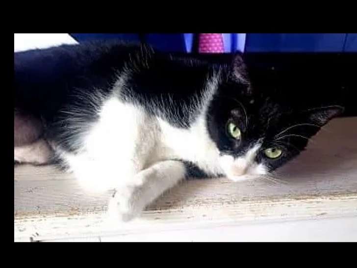 À accueillir : chatte noire et blanche