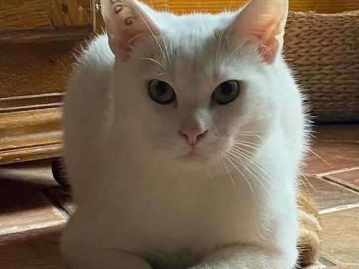 En quête d’un foyer : chat blanc
