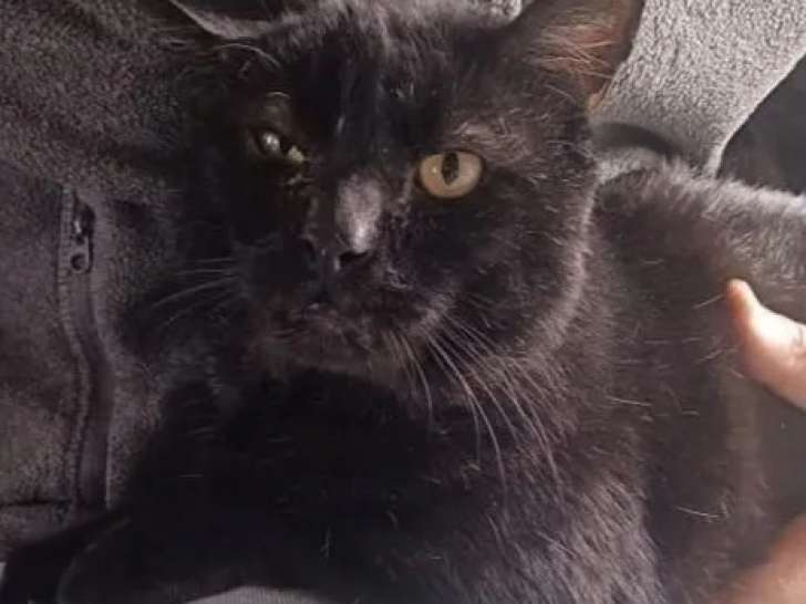 Chat adulte disponible à l’adoption