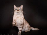 Chat adulte Bengal mâle disponible pour saillie (LOOF)