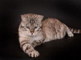 Chat adulte Bengal mâle disponible pour saillie (LOOF)