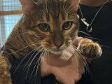 Chat mâle Toyger LOOF disponible