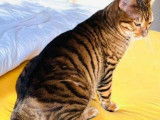 Chat mâle Toyger LOOF disponible
