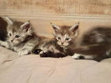 6 chatons Maine Coon LOOF à vendre