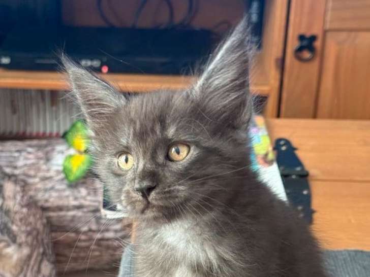 3 chatons Maine Coon LOOF à réserver