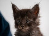 3 chatons Maine Coon LOOF à réserver
