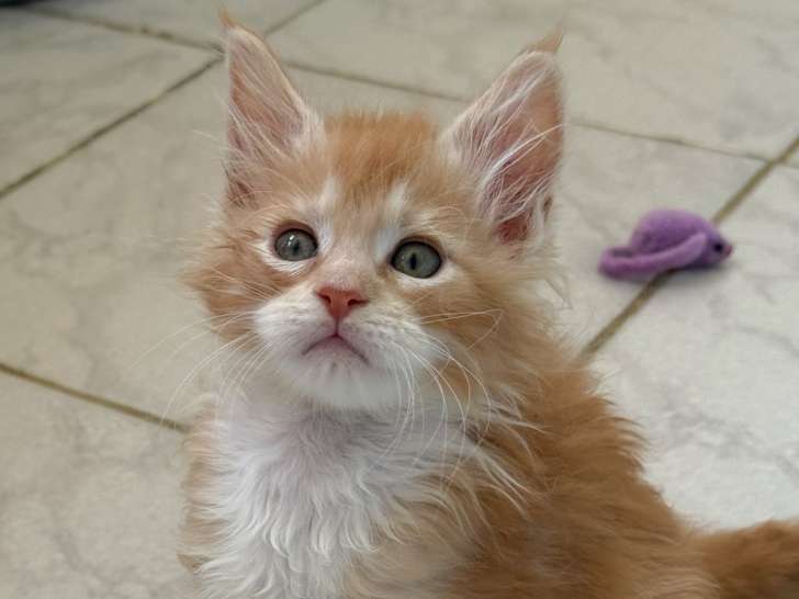 Chatons Maine Coon LOOF polydactyles de gros gabarit à vendre