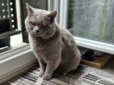 Chat British Shorthair gris foncé à vendre