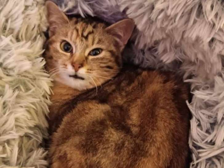 Athae, chatte douce et timide à adopter