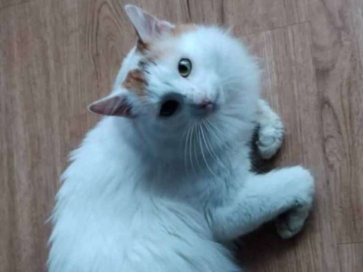 Alphonse, un chat adorable en demande d'affection à adopter