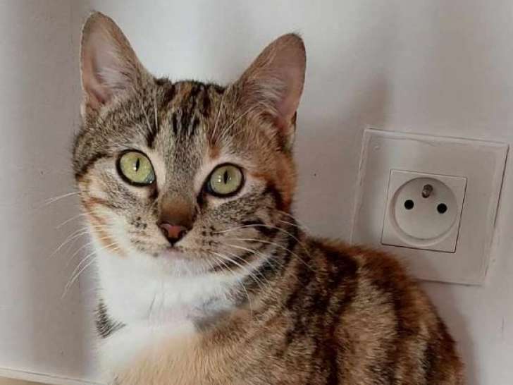 Ava, douce chatte à adopter