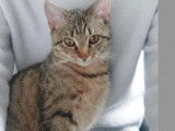 À adopter : chatonne tigrée