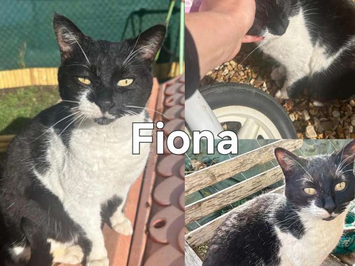 À la recherche d'une famille : chatte noire et blanche