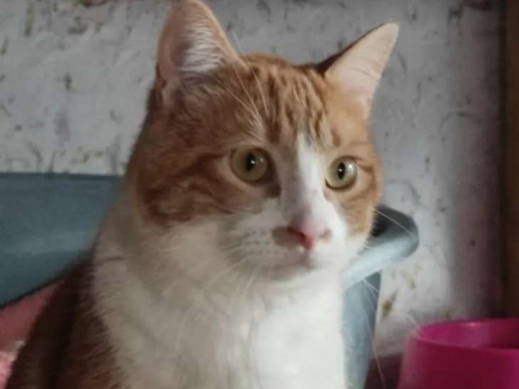 Adoption disponible : chat roux et blanc