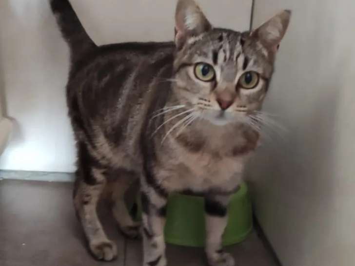 Chatte de 2 ans à adopter