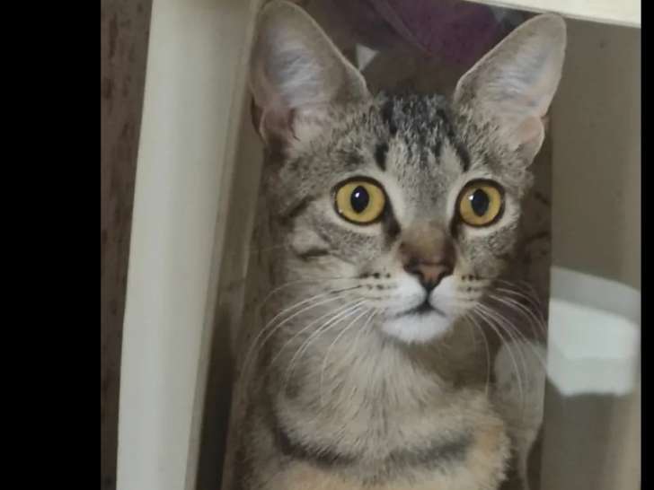 Chat de 2 ans disponible à l'adoption