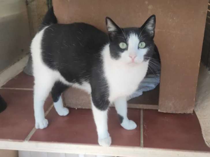 Chat noir et blanc en attente d'adoption