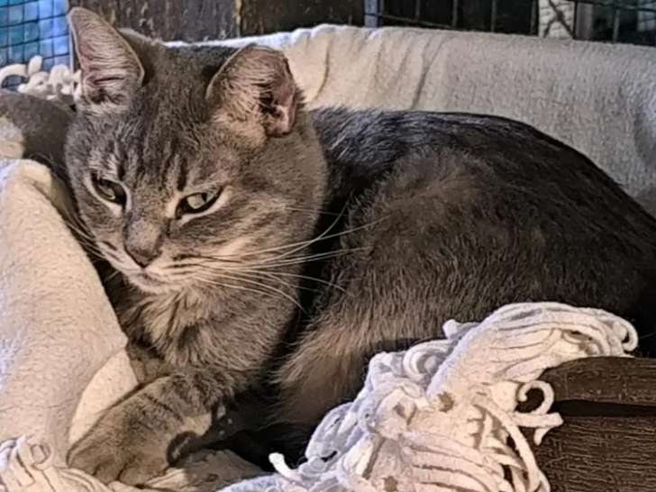 Chatte tigrée grise prête pour l'adoption