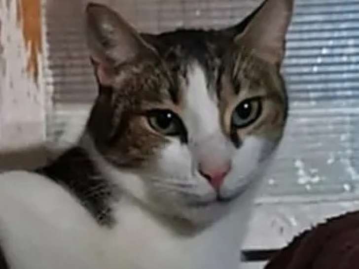 Chat tigré blanc en attente d'une famille
