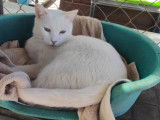 Adoption disponible : chat de 3 ans