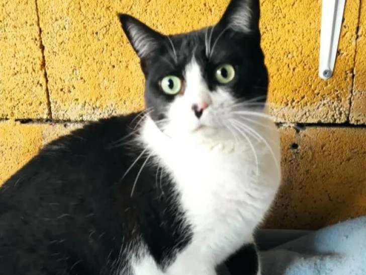 Chatte de 5 ans en quête d'une famille