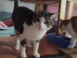Disponible à l'adoption, chat d'un an