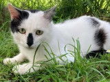 Chat de 5 ans en attente d’une famille