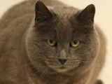 Chatte Chartreuse grise disponible à l'adoption