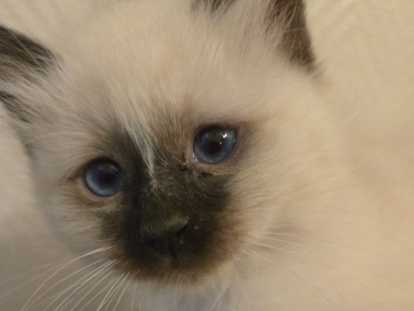 Chaton Sacré de Birmanie LOOF à vendre