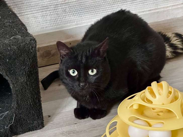 Nemesis, femelle de 1 an à adopter