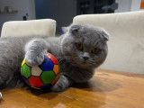 Male Scottish Fold disponible pour saillie