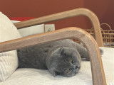 Male Scottish Fold disponible pour saillie