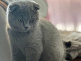 Male Scottish Fold disponible pour saillie