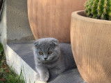 Male Scottish Fold disponible pour saillie