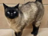 À adopter : chat Siamois marron