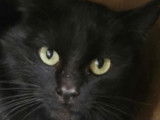 Disponible à l'adoption : chat noir