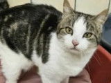 En attente d’adoption : chatte tigrée blanche