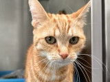 Chatte tigré roux à accueillir