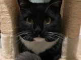 Chat noir et blanc à la recherche d'un foyer