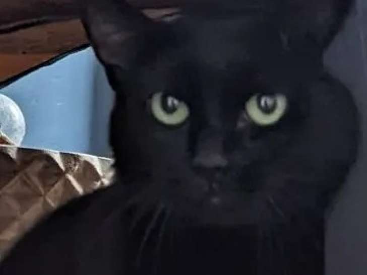 En attente d'adoption, chatte noire