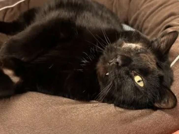 Prêt pour l’adoption, chat âgé de 8 ans