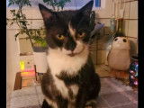 En attente d'une famille, chatte noire et blanche