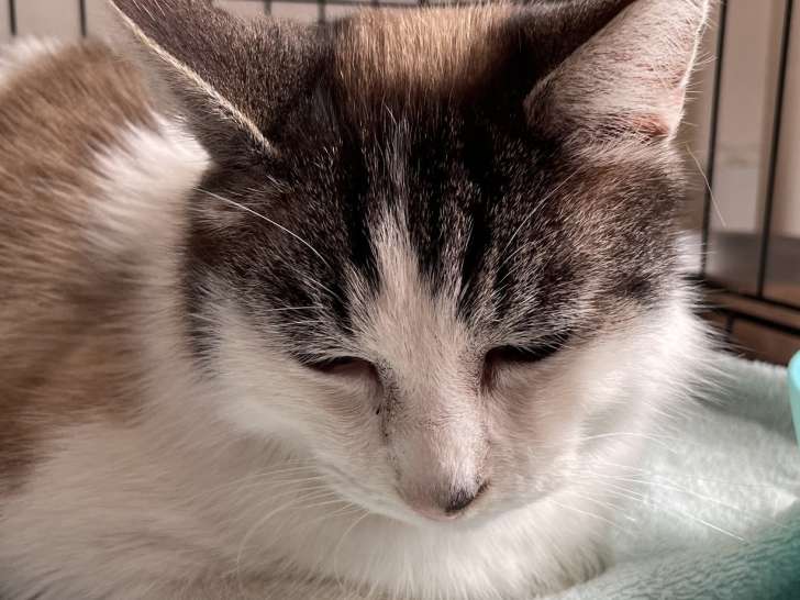 À accueillir, chat marron et blanc