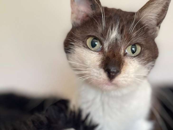 À la recherche d'un foyer, chatte de 12 ans